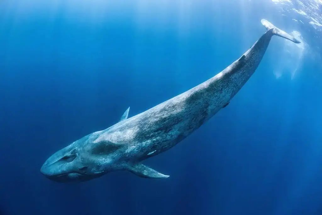 The Big Whales Are on the Move: An Institutional Whale Sold $33 Million Worth of 3 Altcoins