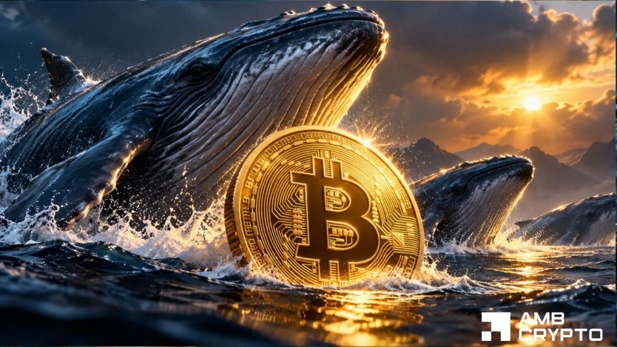 Bitcoin whales add 88,987 BTC – Yet ONE signal keeps traders cautious