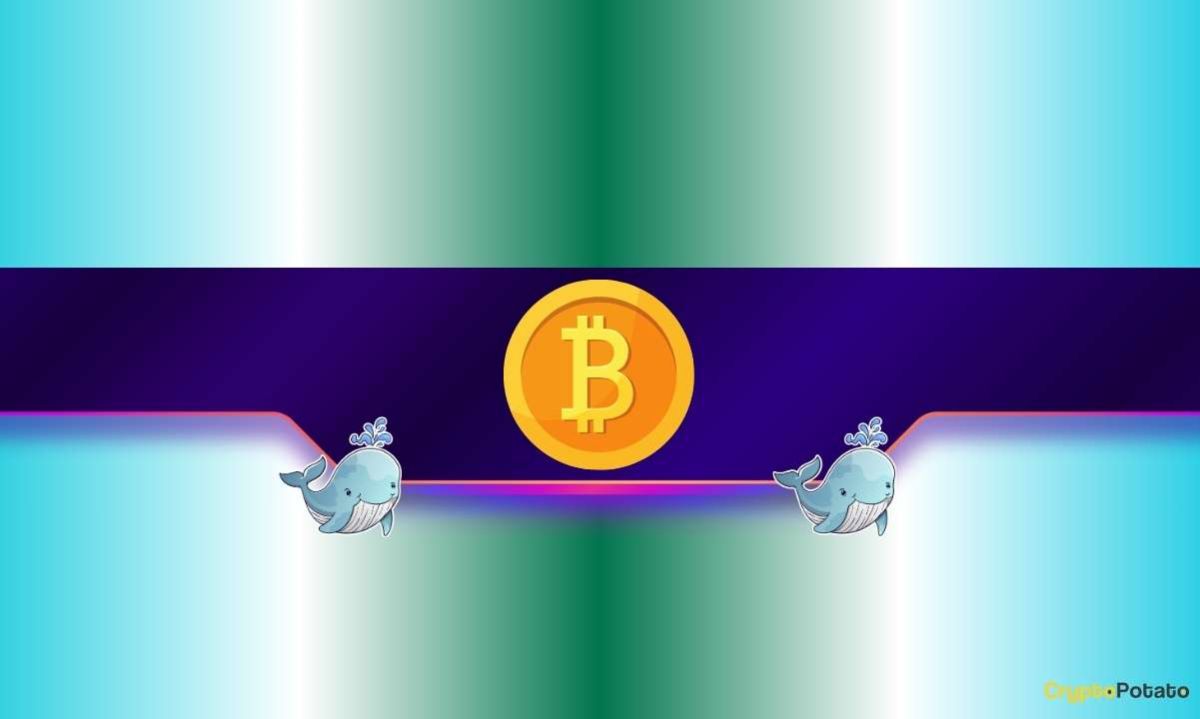 Bitcoin Whales Keep Buying Despite BTC’s Price Struggles