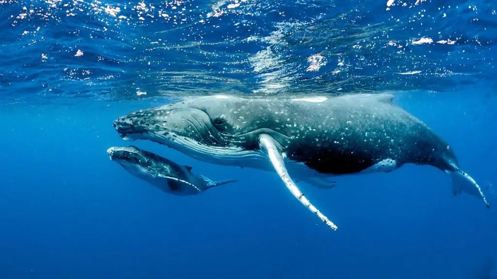 Santiment Reveals 10 Altcoins on Whales’ Radar Ahead of the FED Decision!