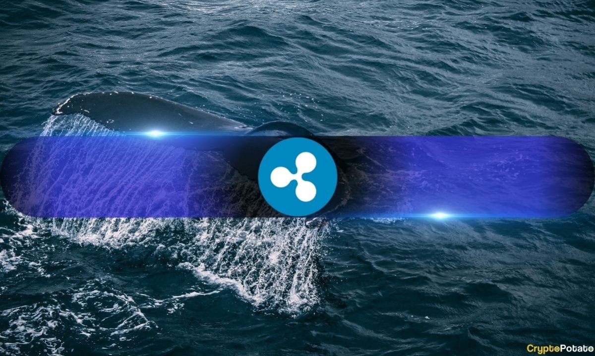 XRP Whales Pull Back? Small Binance Transfers Hit Highest Share Since October 2024