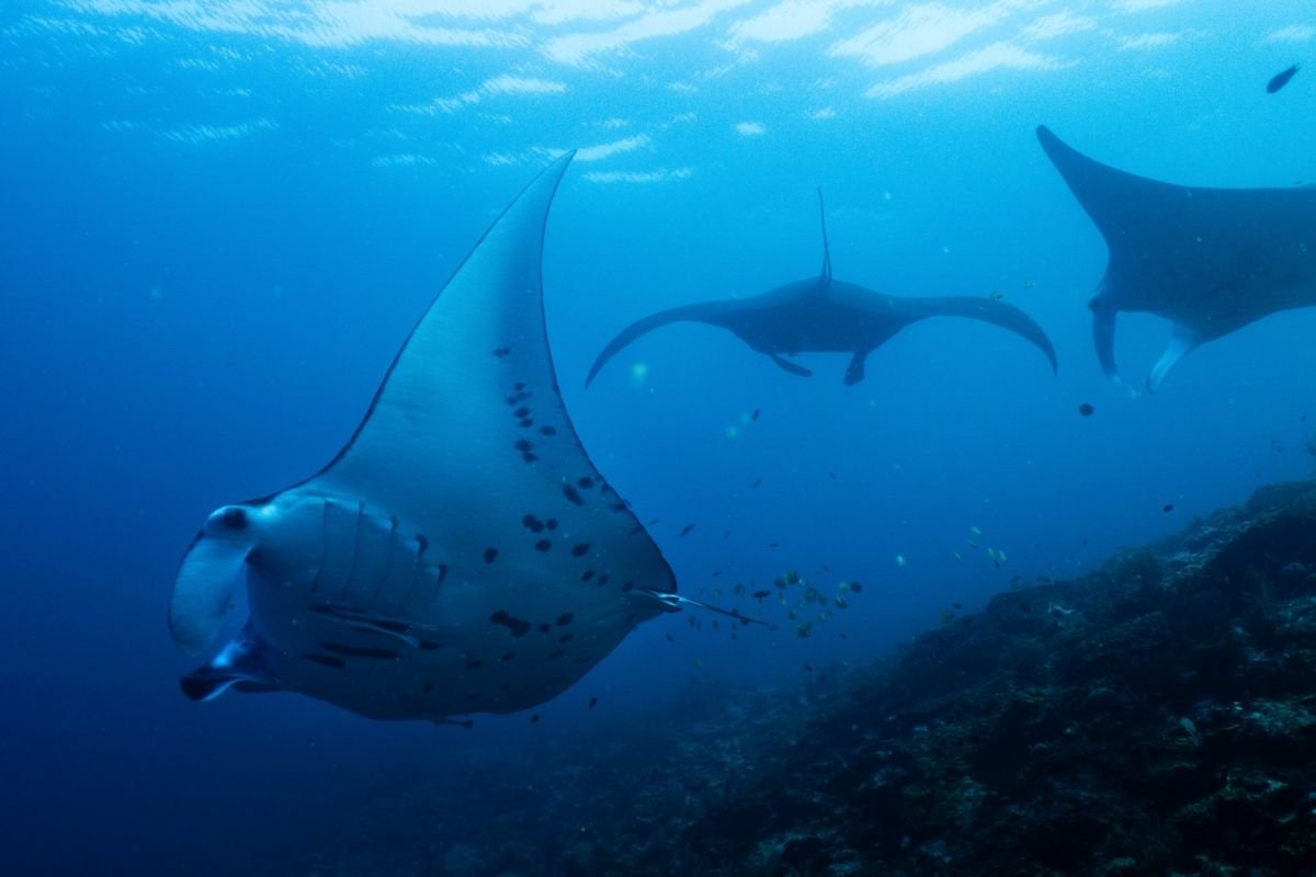 ‘We’re not moving fast enough’: World falling short of promised 30% land and water goals ahead of UN biodiversity summit