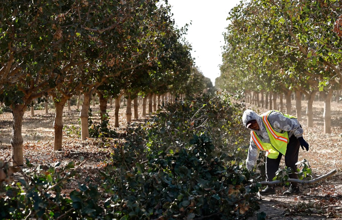 Trump’s farmworker pay cut moved $2.5 billion a year from workers to growers. A judge says it’s illegal, and back pay could follow