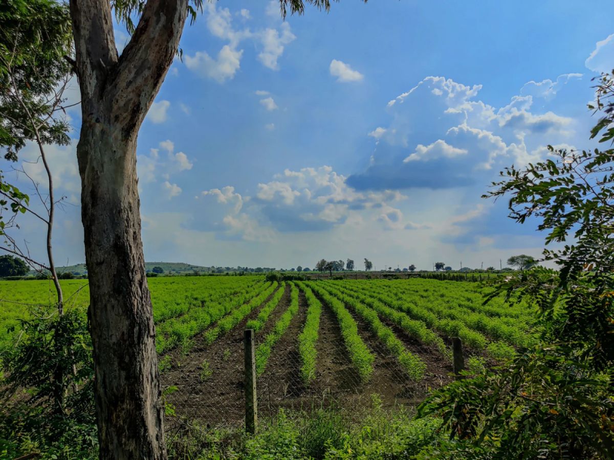 Cardano Hits Major Milestone With 100,000 Indian Farms